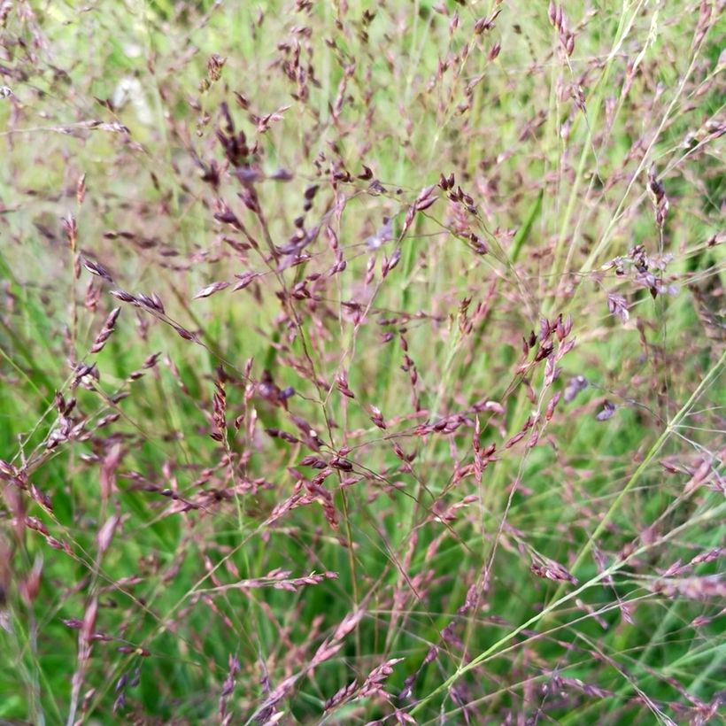 Panic érigé - Panicum virgatum Purple Tears (Flowering)