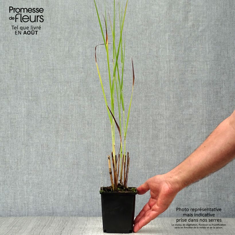 Spécimen de Panic érigé - Panicum virgatum Cloud Nine Godet de 8/9 cm tel que livré en été