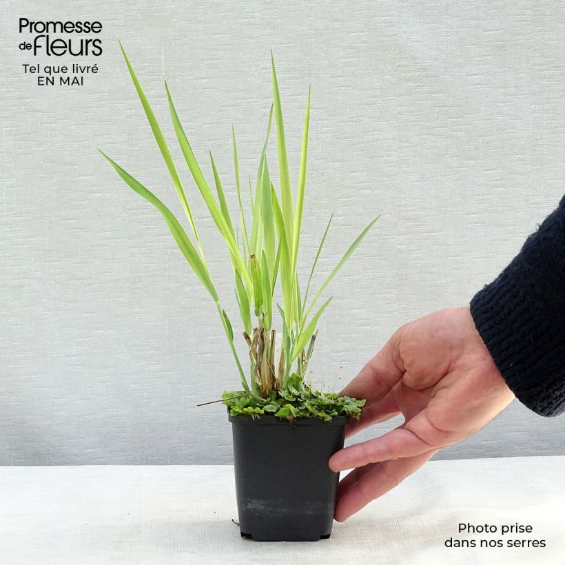 Spécimen de Panic érigé - Panicum virgatum Dallas Blues  Godet de 8/9 cm tel que livré au printemps