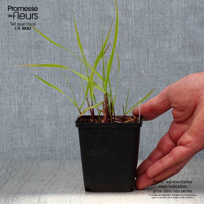 Spécimen de Panic érigé - Panicum virgatum Hanse Herms  Godet de 8/9 cm tel que livré au printemps