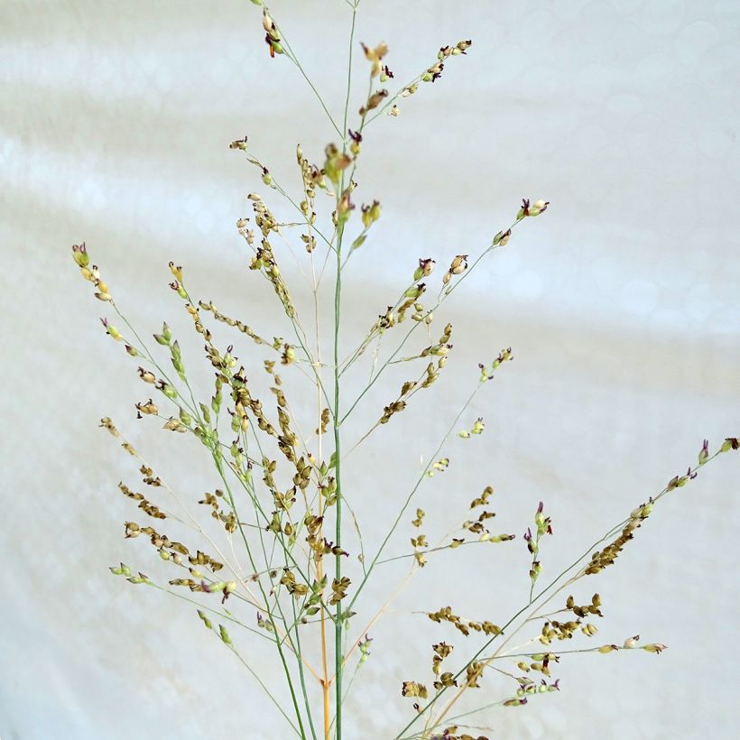 Panic érigé - Panicum virgatum Heavy Métal (Flowering)