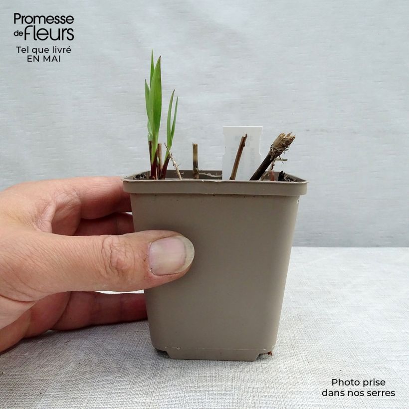 Example of Panic érigé - Panicum virgatum Heavy Métal Godet de 8/9 cm as you get in printemps