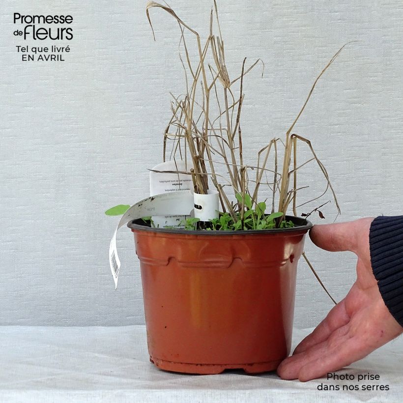 Example of Panic érigé - Panicum virgatum Heavy Métal Pot de 2L/3L as you get in printemps