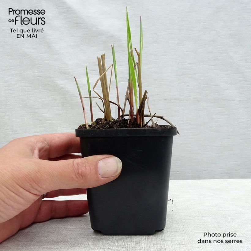Spécimen de Panic érigé - Panicum virgatum Heiliger Hain Godet de 8/9 cm tel que livré au printemps