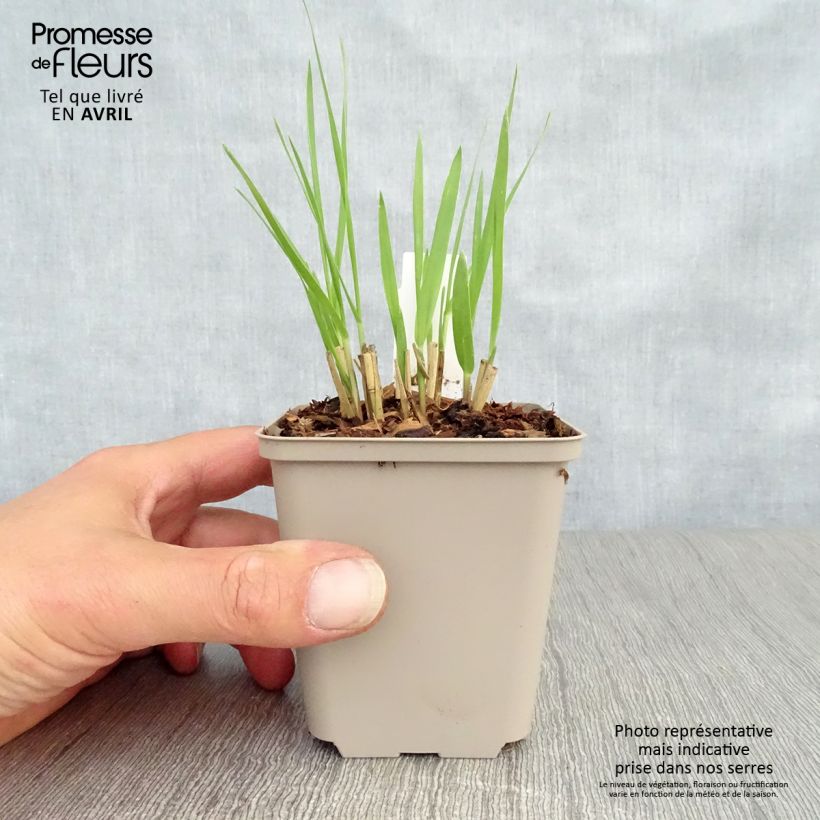 Example of Panic érigé - Panicum virgatum Hot Rod Godet de 8/9 cm as you get in printemps