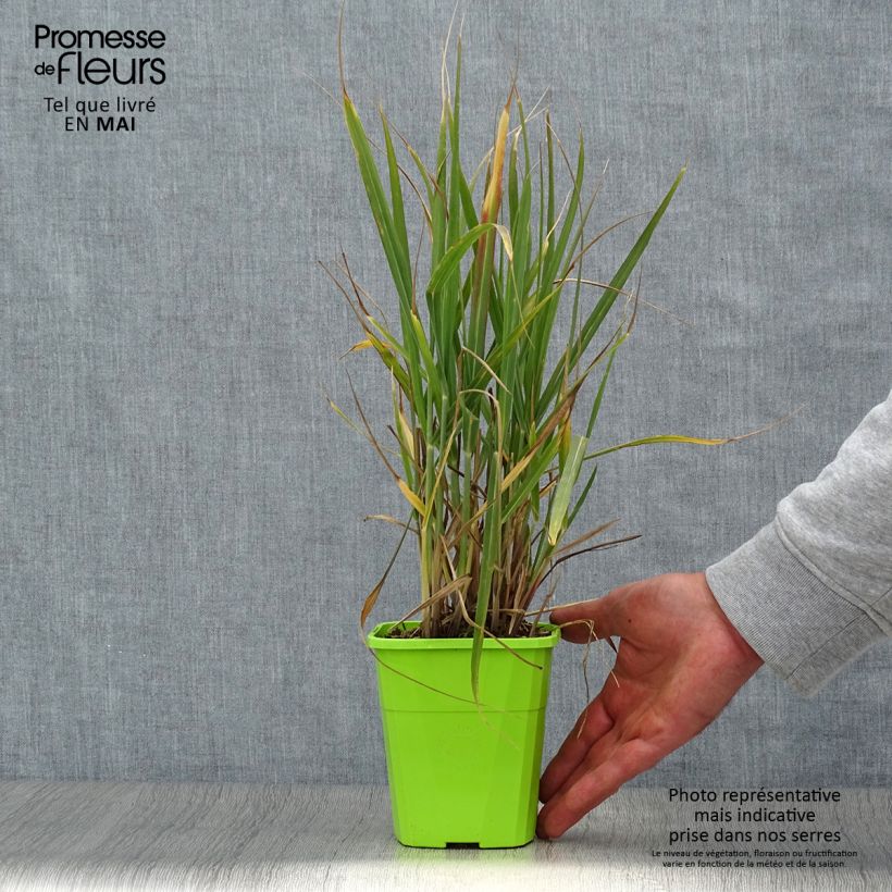 Example of Panic érigé - Panicum virgatum Hot Rod Pot de 1,5L/2L as you get in printemps