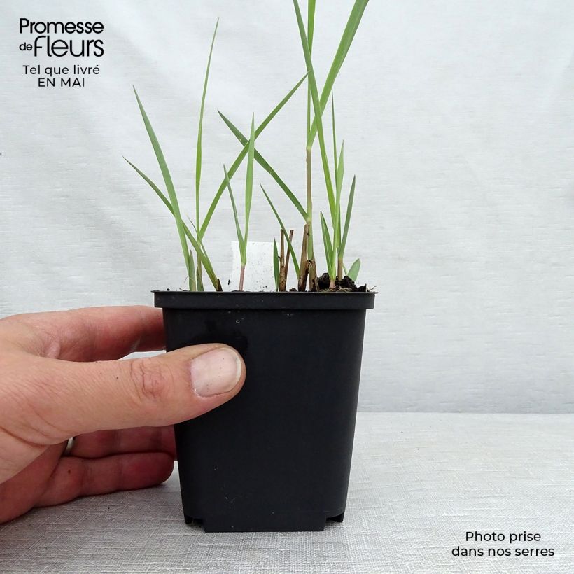 Spécimen de Panic érigé - Panicum virgatum Kulsenmoor  Godet de 8/9 cm tel que livré au printemps