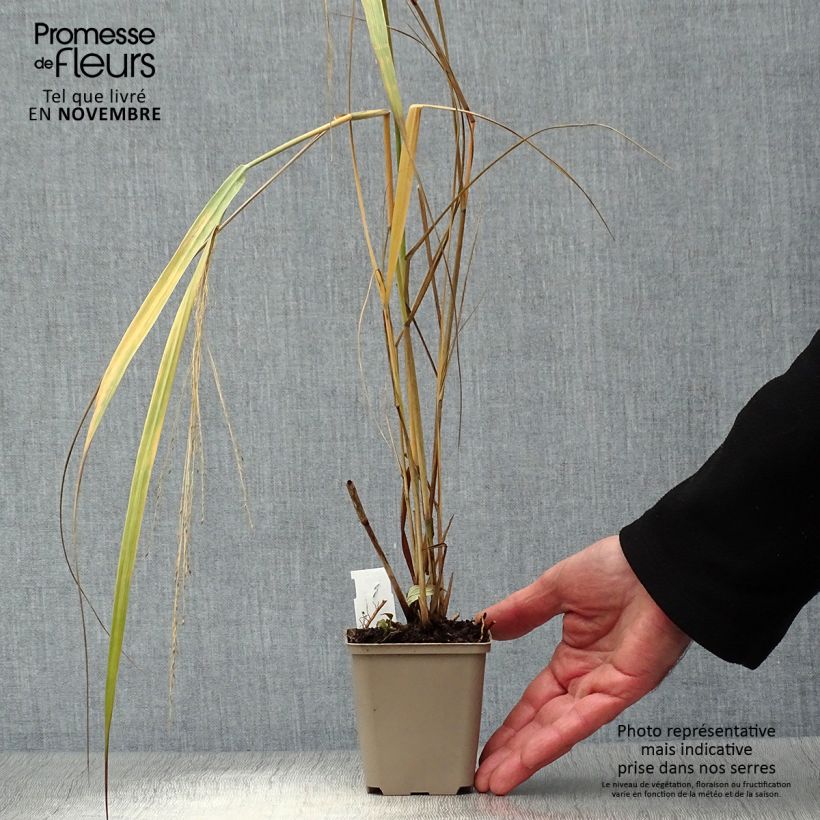 Spécimen de Panic érigé - Panicum virgatum Northwind  Godet de 8/9 cm tel que livré en automne