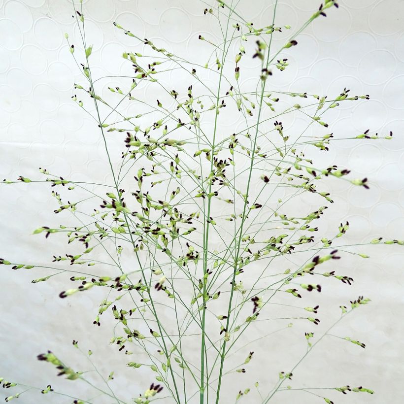 Panic érigé - Panicum virgatum Prairie Sky (Flowering)