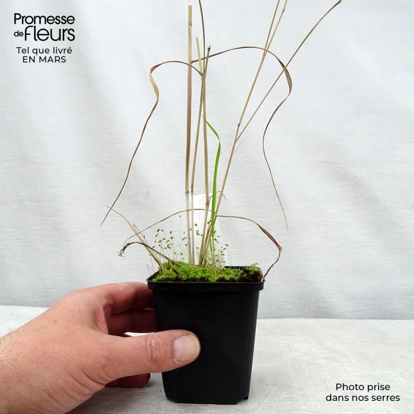Example of Panic érigé - Panicum virgatum Prairie Sky Godet de 8/9 cm as you get in printemps