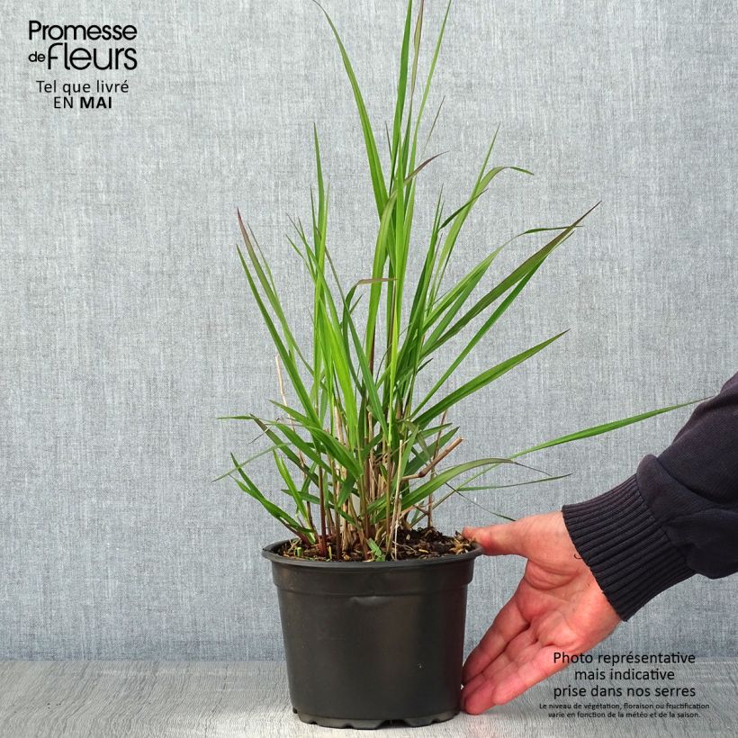 Spécimen de Panic érigé - Panicum virgatum Rehbraun Pot de 2L/3L tel que livré au printemps
