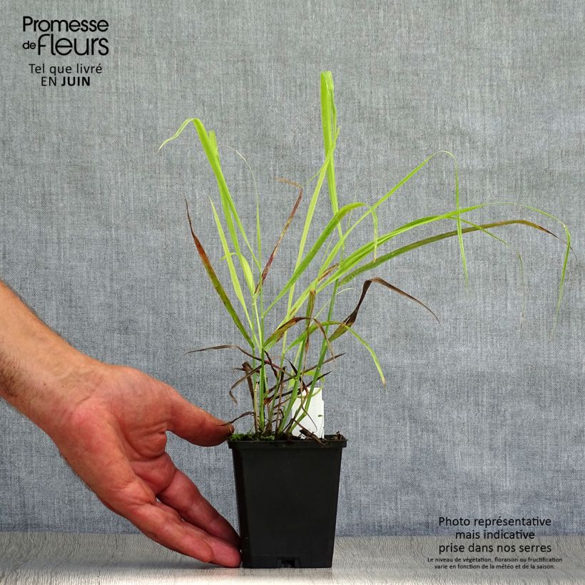 Spécimen de Panic érigé - Panicum virgatum Sangria Godet de 8/9 cm tel que livré en été