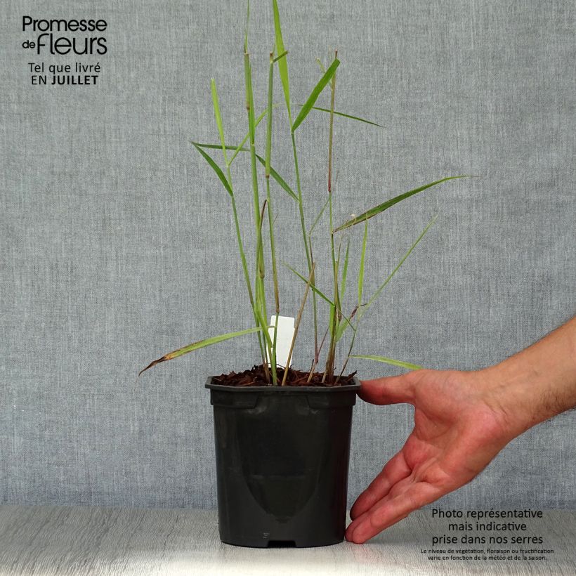 Spécimen de Panic érigé - Panicum virgatum Sangria Pot de 2L/3L tel que livré en été
