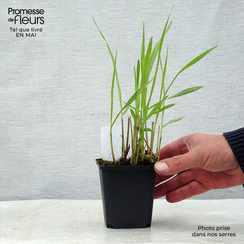 Spécimen de Panic érigé - Panicum virgatum Shenandoah Godet de 8/9 cm tel que livré au printemps