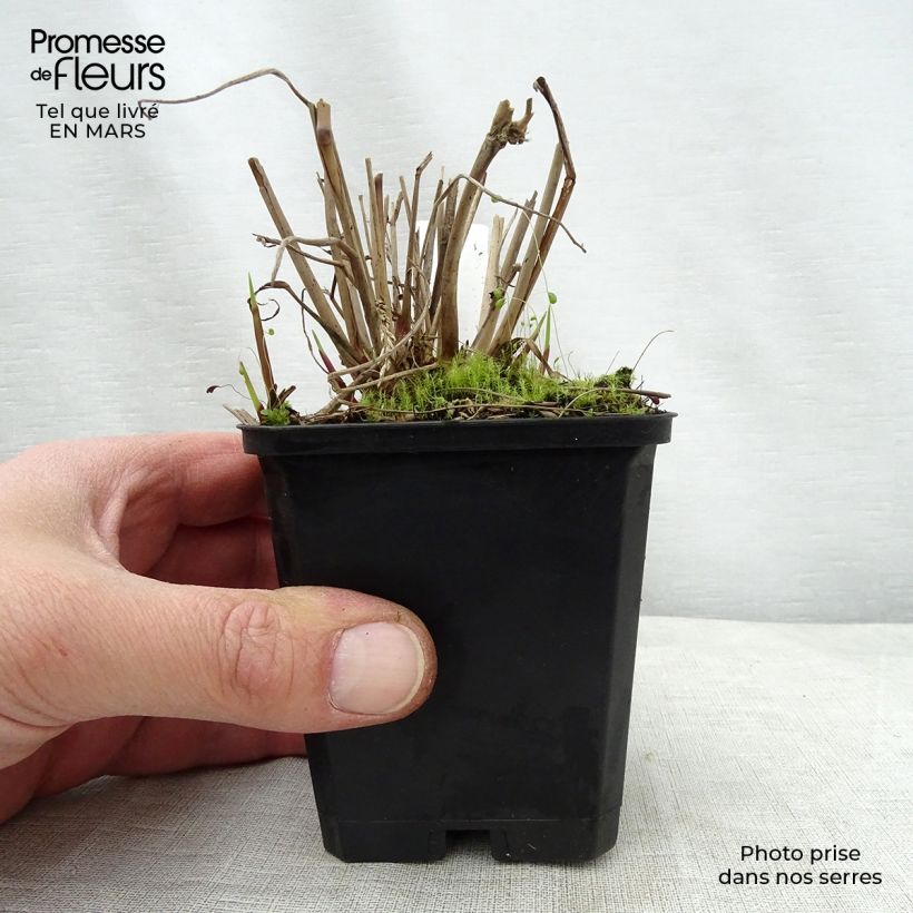 Spécimen de Panic érigé - Panicum virgatum Warrior Godet de 8/9 cm tel que livré au printemps