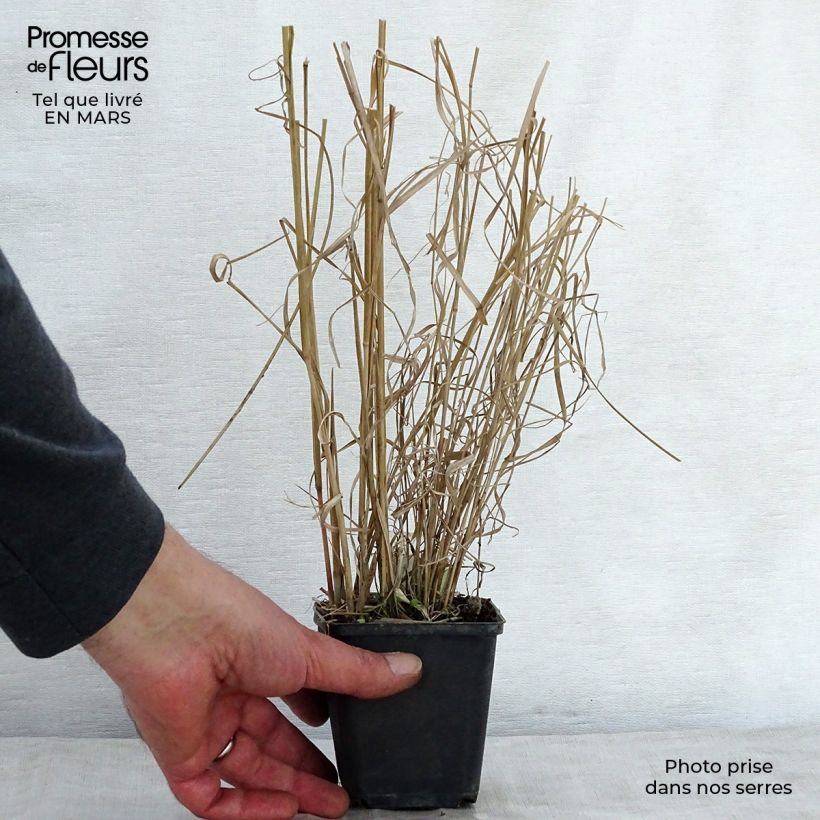 Spécimen de Panicum amarum  Godet de 8/9 cm tel que livré au printemps
