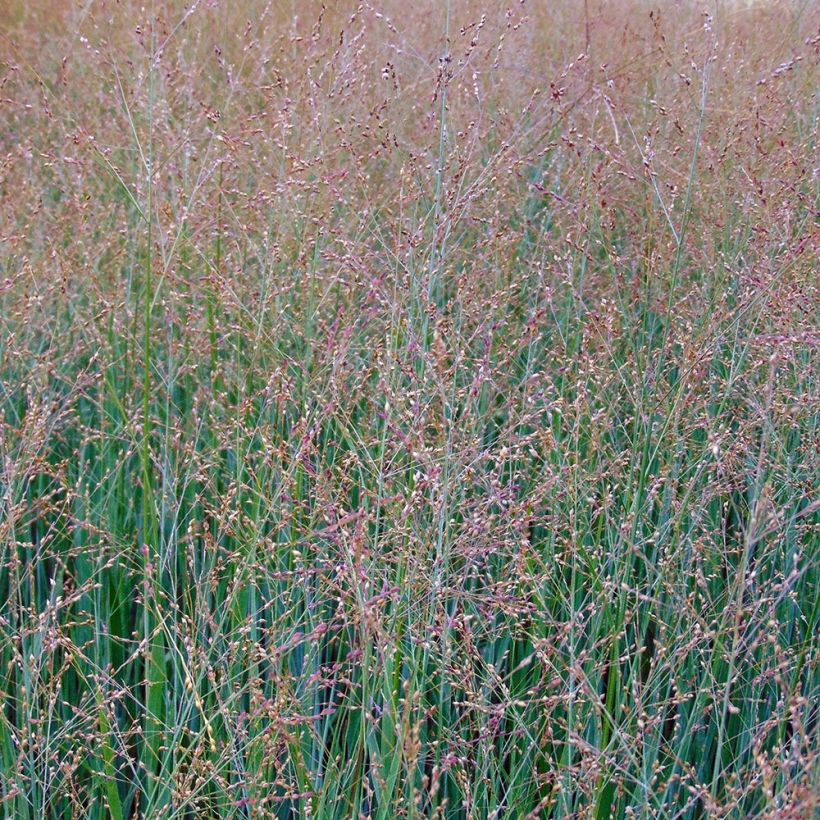 Panic érigé - Panicum virgatum Cloud Nine (Floraison)