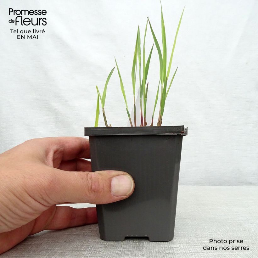 Spécimen de Panicum virgatum Purple Breeze Godet de 8/9 cm tel que livré au printemps