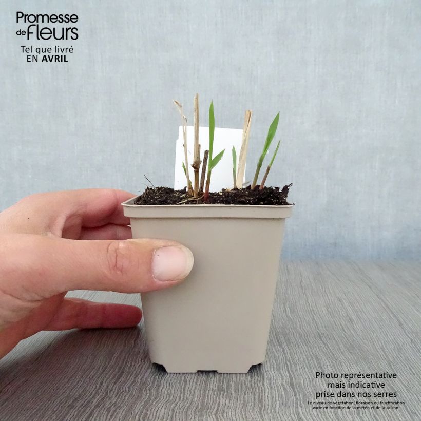 Spécimen de Panicum virgatum Squaw - Panic érigé  Godet de 8/9 cm tel que livré au printemps