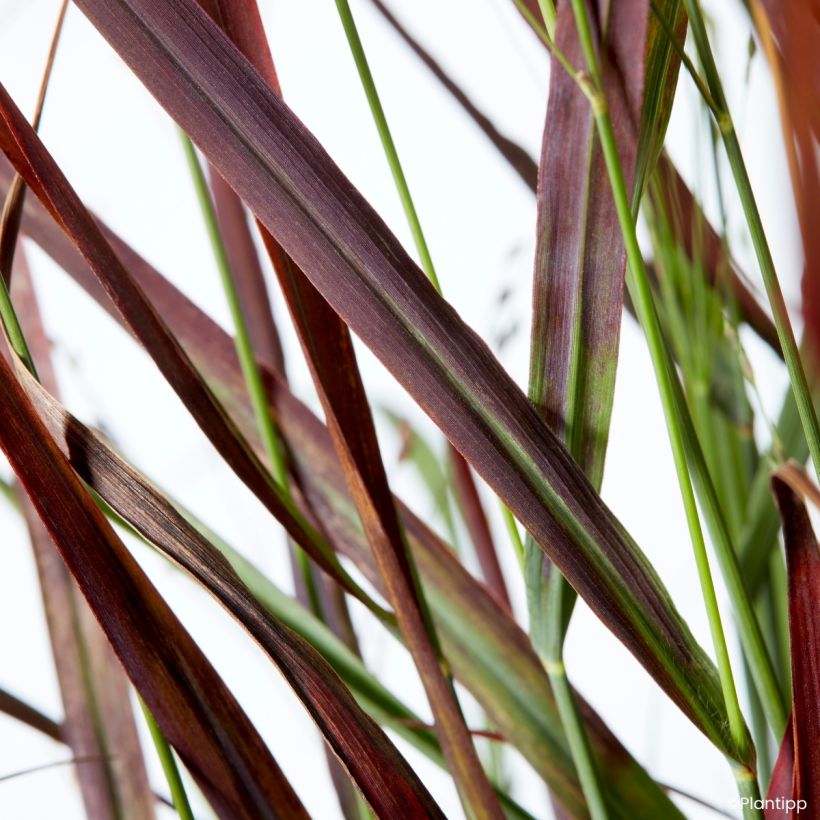 Panic érigé - Panicum virgatum Hot Rod (Feuillage)