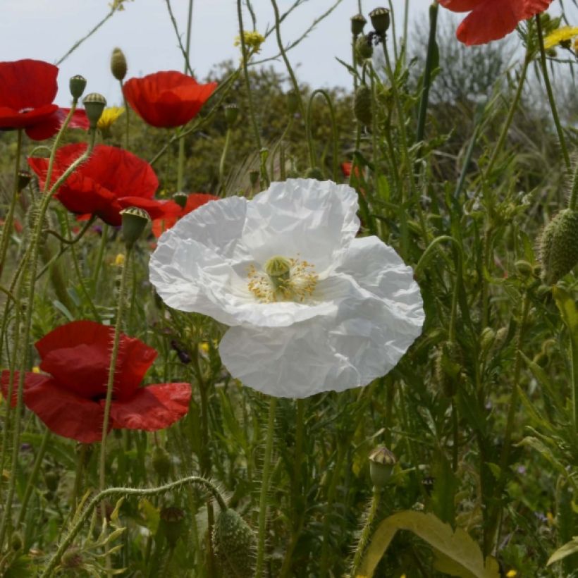 Graines de Coquelicot Bridal Silk blanc - Papaver rhoeas (Floraison)