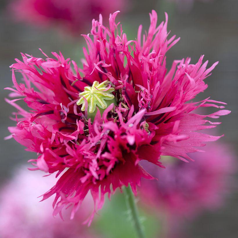 Graines de Pavot annuel Rose Feathers - Papaver somniferum (Floraison)