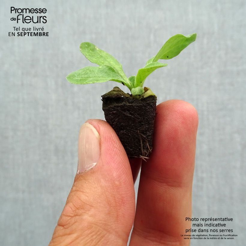 Spécimen de Pâquerette Bellissima Compact Rose - Bellis perennis Mini-motte Ø 1,5/2,5 cm tel que livré en automne