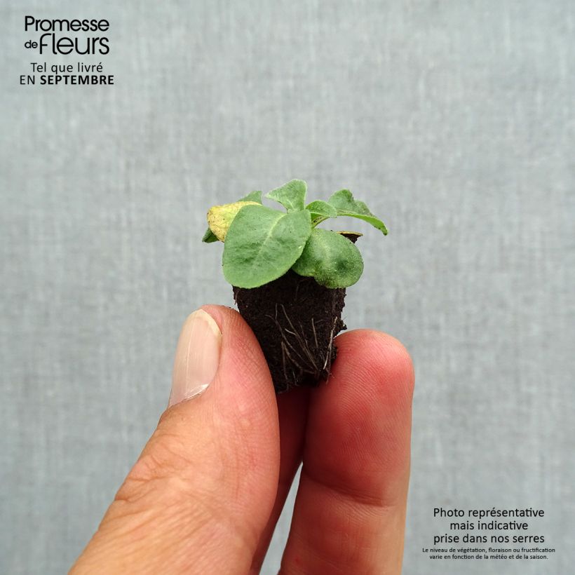 Spécimen de Pâquerette Bellissima Compact White - Bellis Perennis Mini-motte Ø 1,5/2,5 cm tel que livré en automne