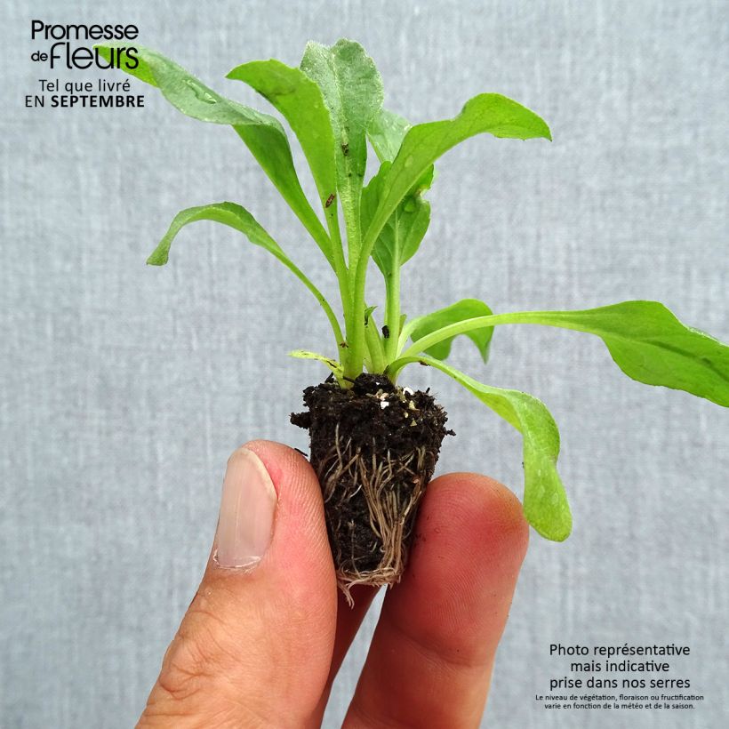 Spécimen de Pâquerette Robella - Bellis Perennis Mini-motte Ø 1,5/2,5 cm, Plant vert de 3 à 5 cm de haut environ tel que livré en automne