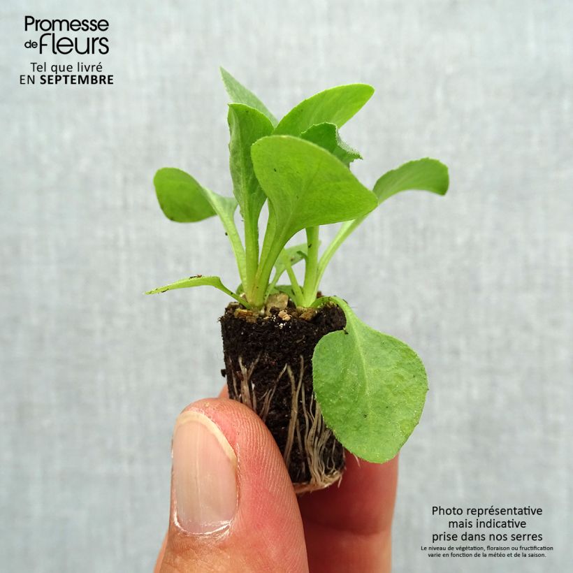 Spécimen de Pâquerette Tasso Blanche Mini-motte - Bellis Perennis Mini-motte Ø 1,5/2,5 cm, Plant vert de 3 à 5 cm de haut environ tel que livré en automne