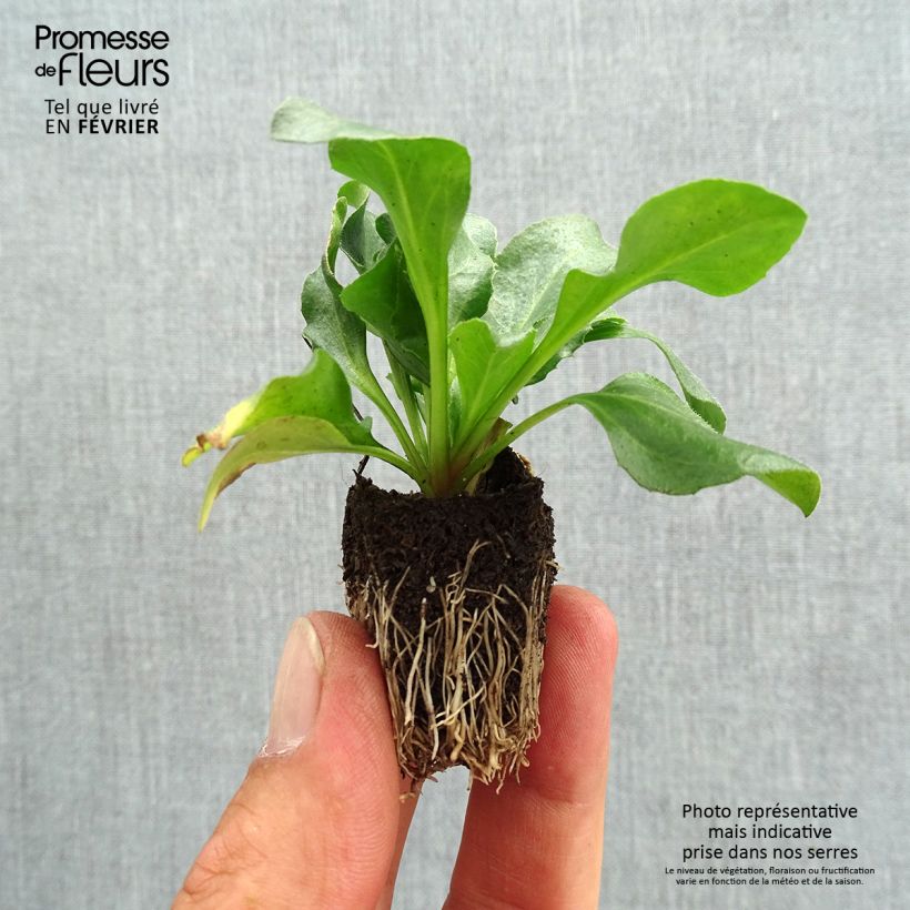 Spécimen de Pâquerette Tasso Rose miini-motte - Mottes de 3,8 x 3,2 cm en plaque de culture par 16 - Bellis Perennis Jardimotte : motte 3,8 cm x 3,2 cm en plaque de culture par 16 tel que livré en automne