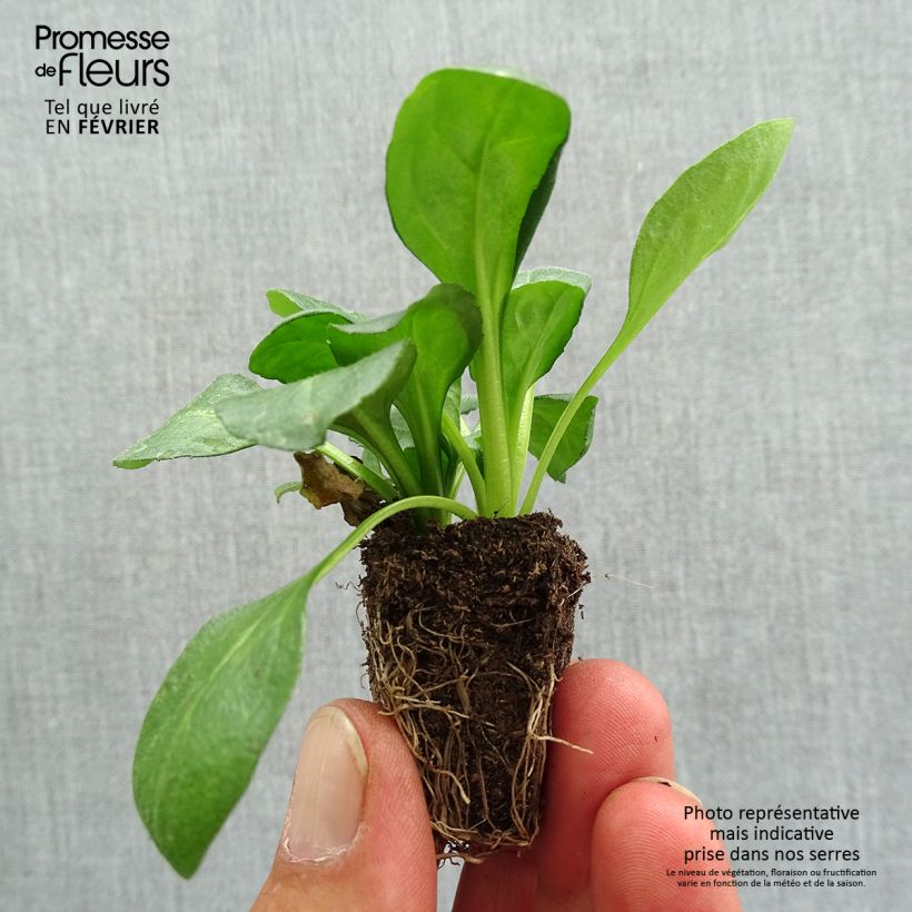 Spécimen de Pâquerette Tasso Rouge Mini-motte - Mottes de 3,8 x 3,2 cm en plaque de culture par 16 Jardimotte : motte 3,8 cm x 3,2 cm en plaque de culture par 16, Plant vert de 5 cm de haut environ tel que livré en automne