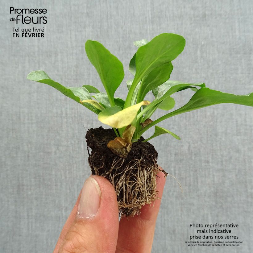 Spécimen de Pâquerette Tasso Strawberries & Cream Mini-motte - Mottes de 3,8 x 3,2 cm en plaque de culture par 16 - Bellis Perennis Jardimotte : motte 3,8 cm x 3,2 cm en plaque de culture par 16, Plant vert de 5 cm de haut environ tel que livré en automne