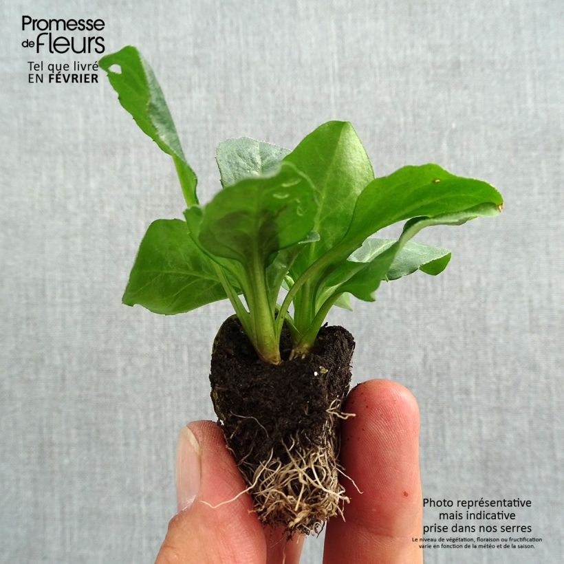 Spécimen de Pâquerette Tasso en mélange Mini-motte - Bellis Perennis Jardimotte : motte 3,8 cm x 3,2 cm en plaque de culture par 16, Plant vert de 5 cm de haut environ tel que livré en automne