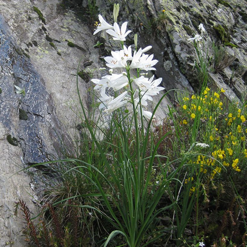 Paradisea liliastrum - Lis de Saint-Bruno (Port)