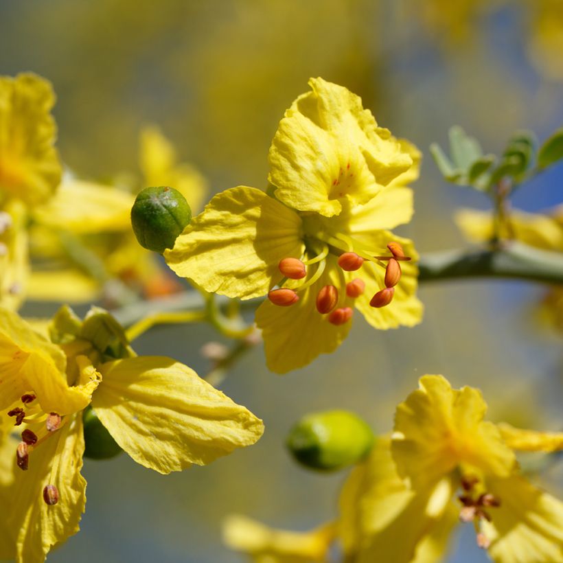 Parkinsonia - Cercidium floridum (Floraison)