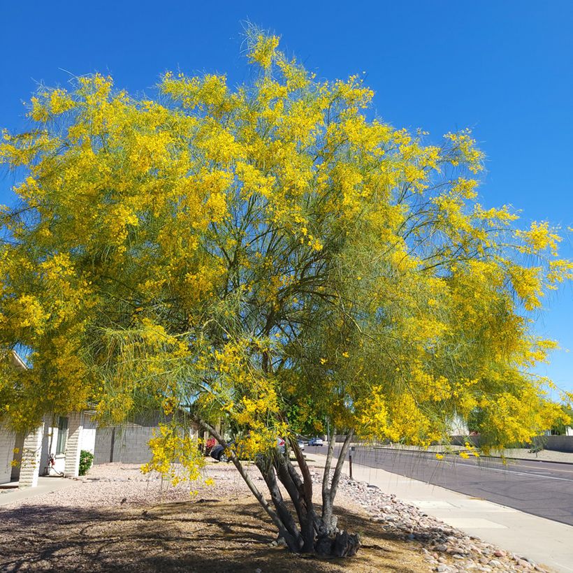 Parkinsonia - Cercidium floridum (Port)