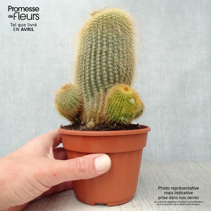Spécimen de Parodia leninghausii - Notocactus leninghausii Pot de 12 cm / 13 cm tel que livré au printemps