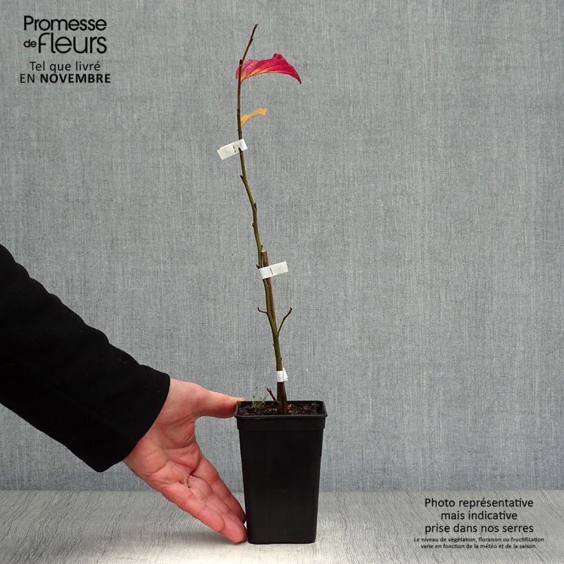Spécimen de Parrotia persica Bella - Arbre de fer Godet de 8/9 cm tel que livré en automne