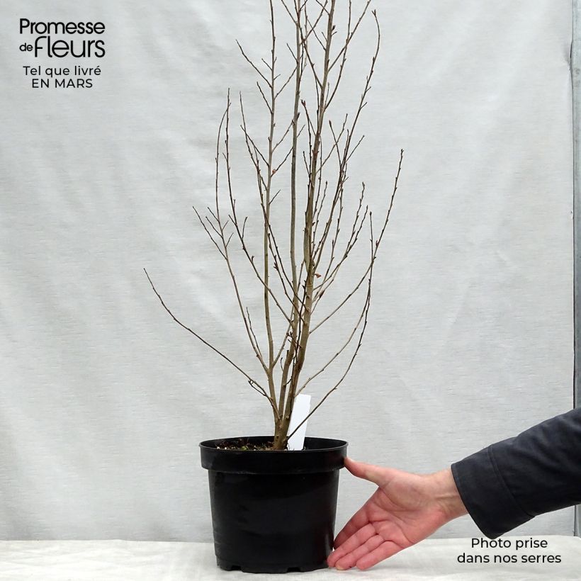 Spécimen de Parrotia persica Persian Spire - Arbre de fer Pot de 3L/4L tel que livré au printemps