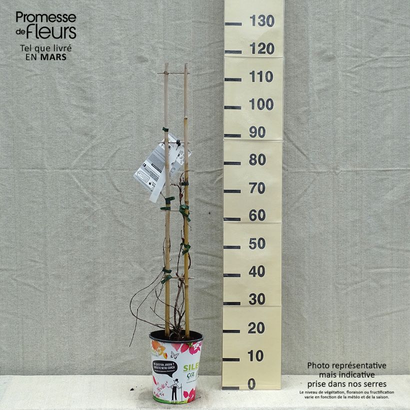 Spécimen de Vigne vierge - Parthenocissus tricuspidata atropurpurea Pot de 2L/3L tel que livré au printemps