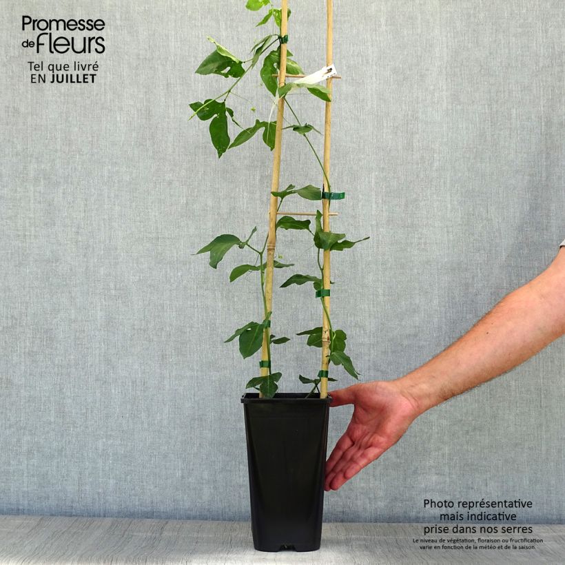 Spécimen de Passiflore Eia popeia - Passiflora (x) incarnata Pot de 2L/3L tel que livré en été