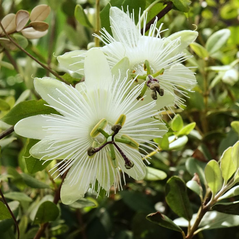 Passiflora subpeltata - Fleur de la Passion (Floraison)