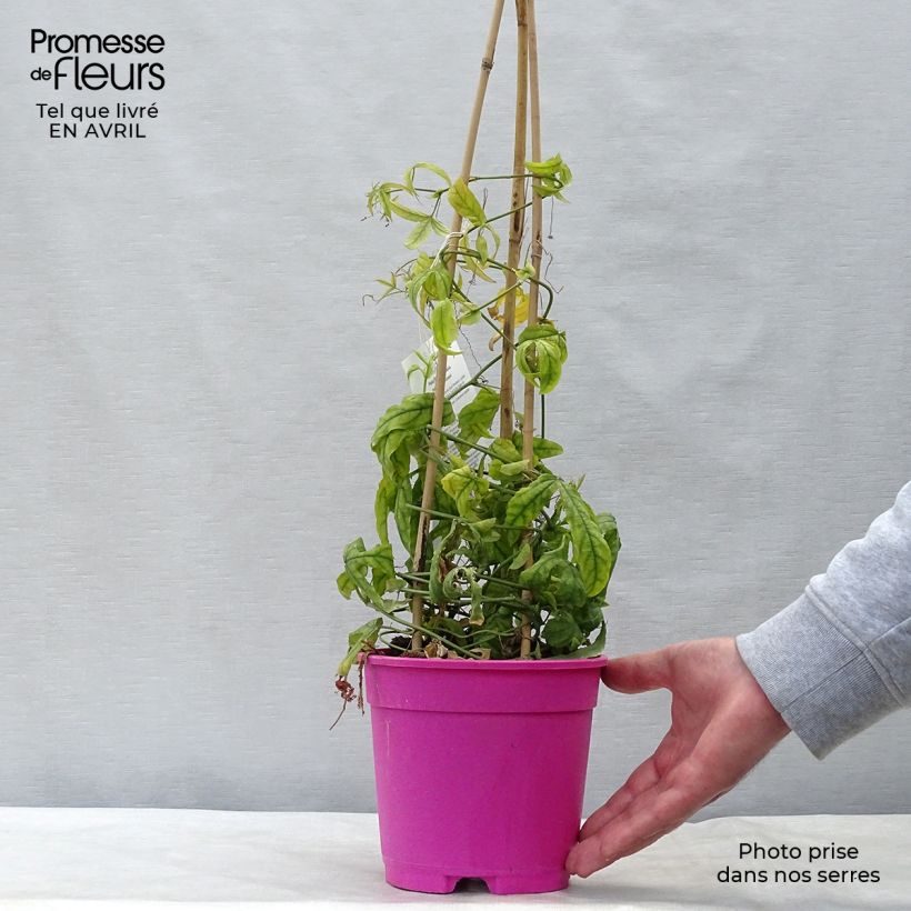 Example of Passiflore Anastasia - Fleur de la Passion Pot de 2L/3L as you get in printemps