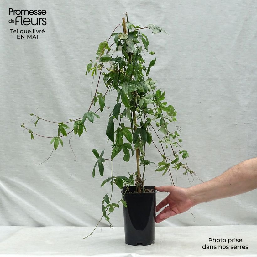 Example of Passiflore Lady Betty Myles Young - Fleur de la Passion bleue violet Pot de 3L/4L as you get in printemps