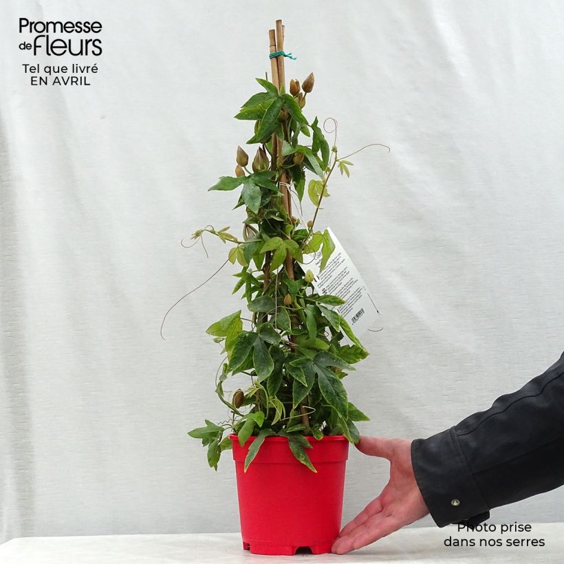 Spécimen de Passiflore Michael - Fleur de la Passion Pot de 2L/3L tel que livré au printemps