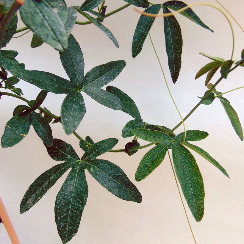 Passiflore caerulea Constance Elliott - Fleur de la Passion blanche (Foliage)