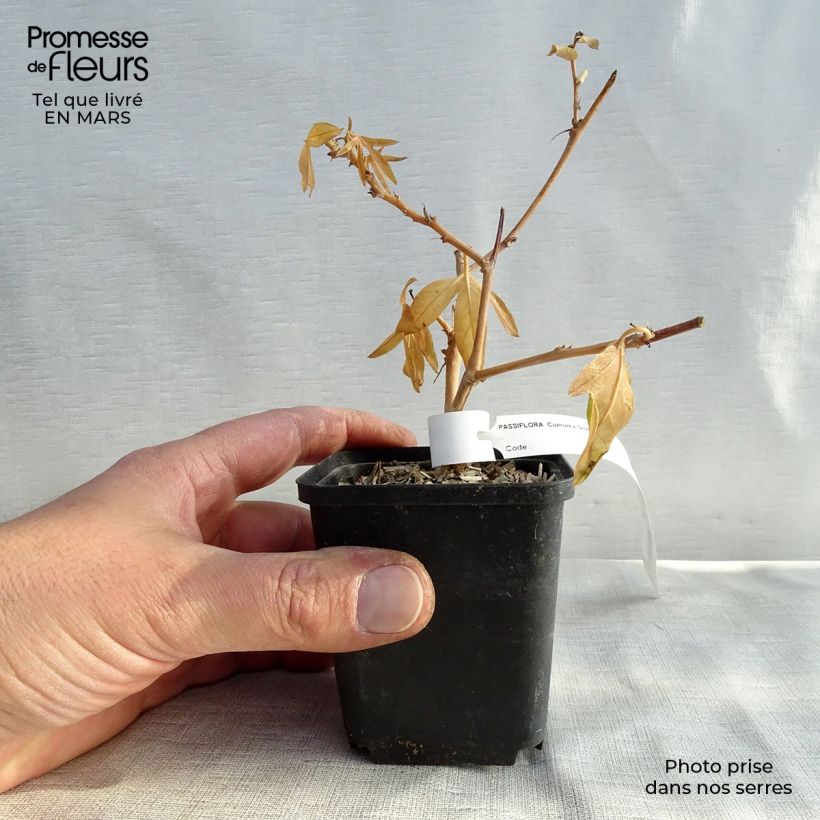 Spécimen de Passiflore caerulea - Fleur de la Passion Godet de 8/9 cm tel que livré au printemps