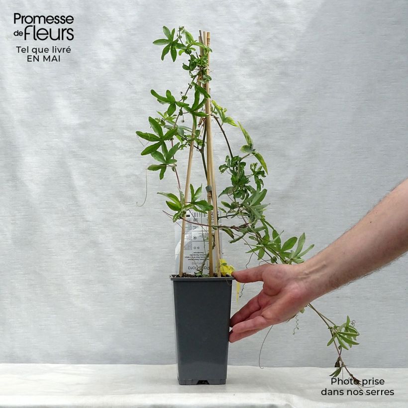 Spécimen de Passiflore caerulea - Fleur de la Passion Pot de 2L/3L tel que livré au printemps