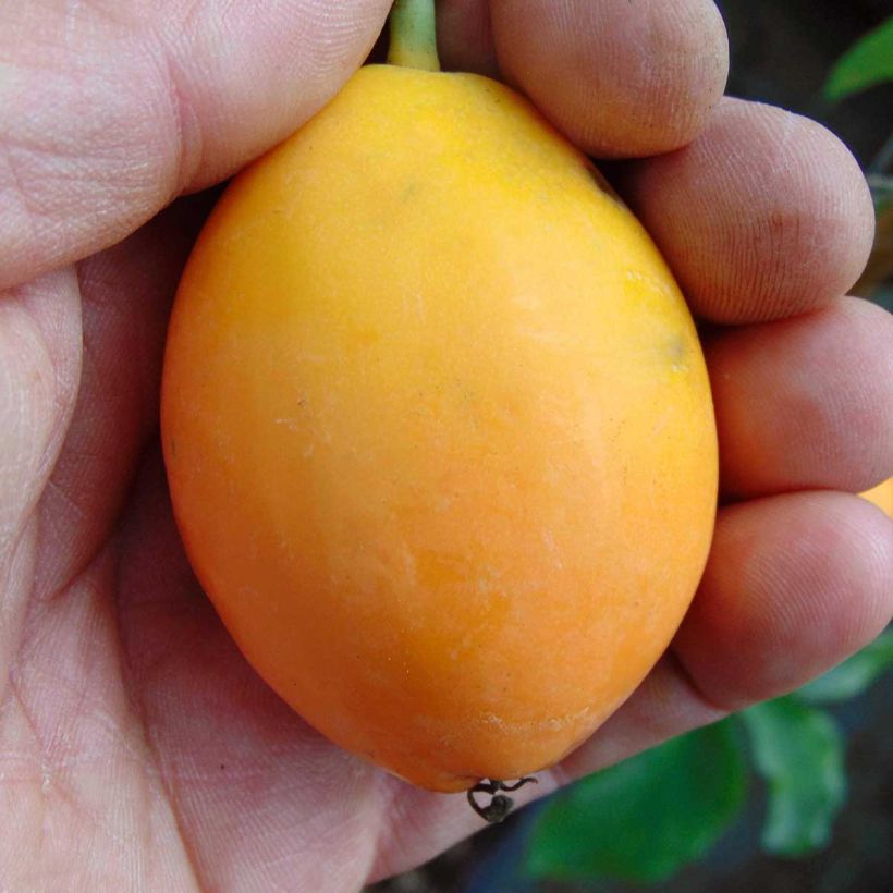 Passiflore caerulea Purple Haze - Fleur de la Passion (Harvest)